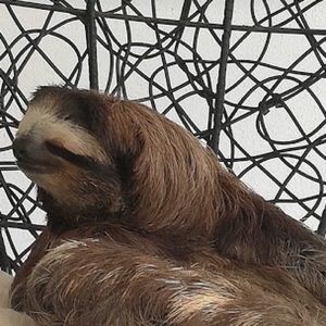 Meet your Posher, Bailey